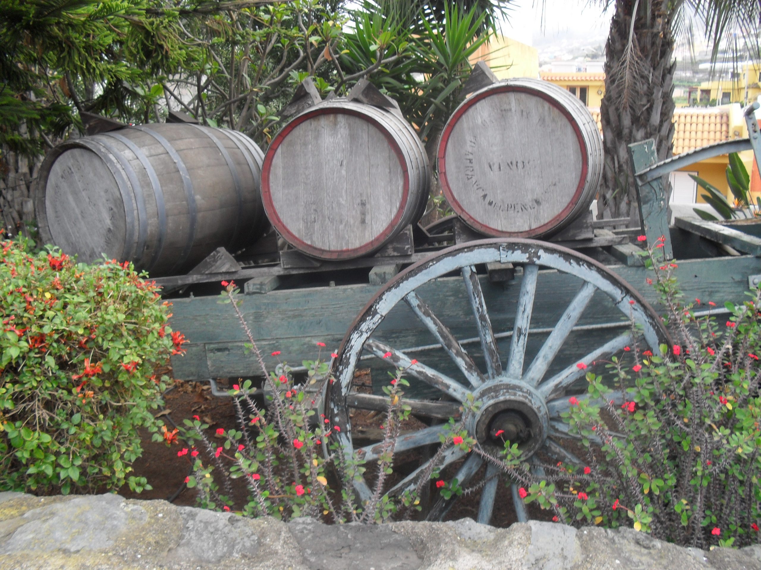 barriles de vino en Tenerife